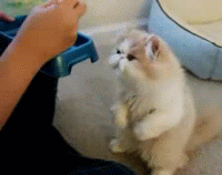 tumblr_lgpuf5IAai1qcn249o1_250.gif