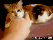 tumblr_lhr7g2GZzV1qcn249o1_250.gif