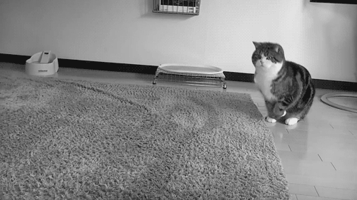 tumblr_llq23n45Q61qg20muo1_500.gif