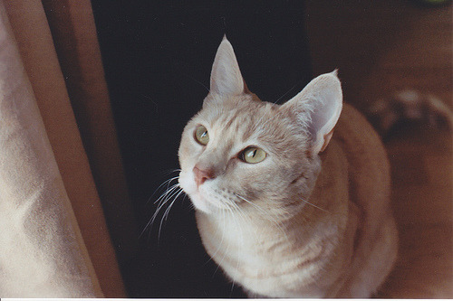 tumblr_lw7gj1HpH31qbhms5o1_500.jpg