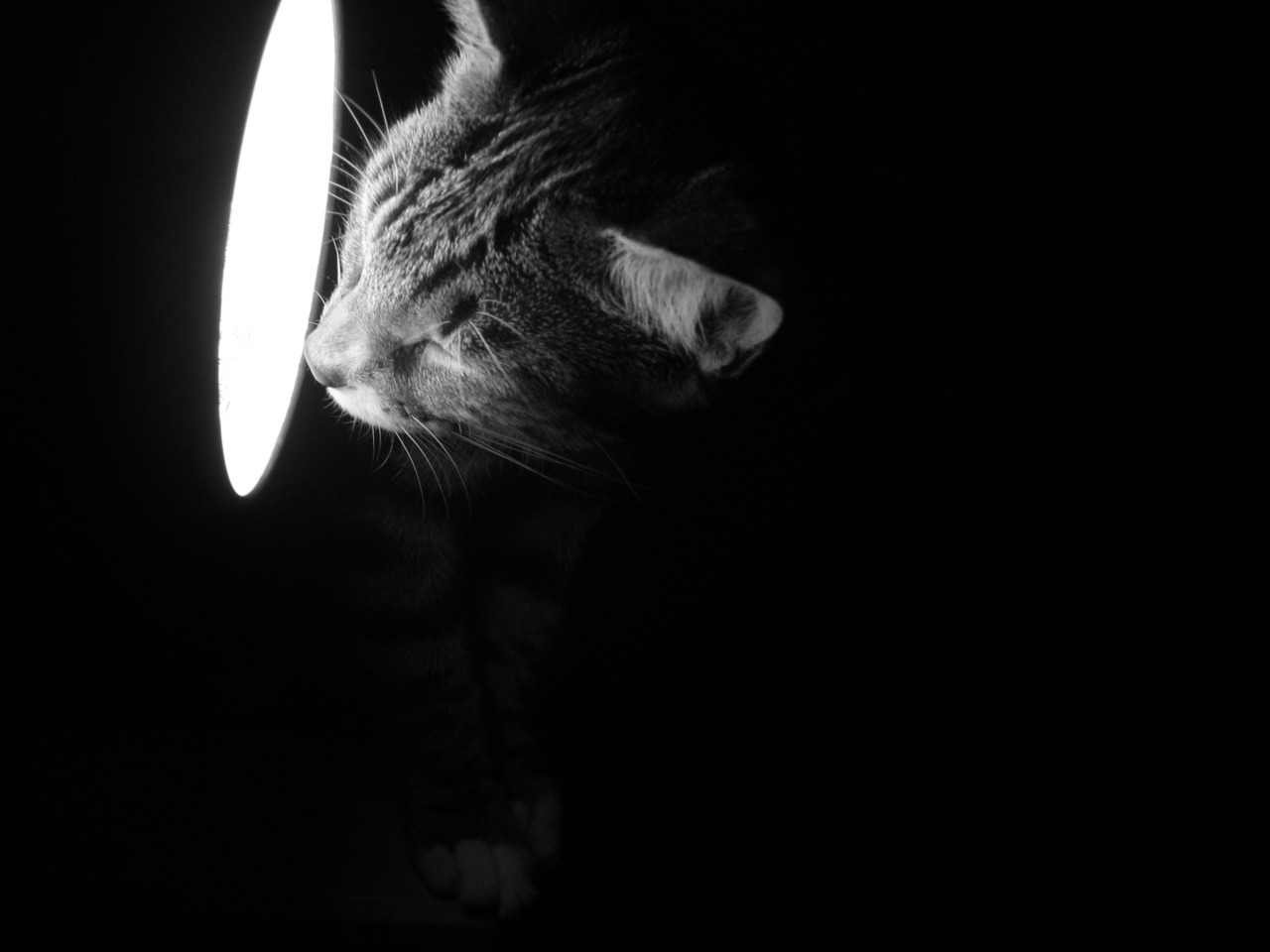 tumblr_m1epfgWWnh1qzex9io1_1280.jpg