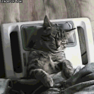 massage-kitty.gif